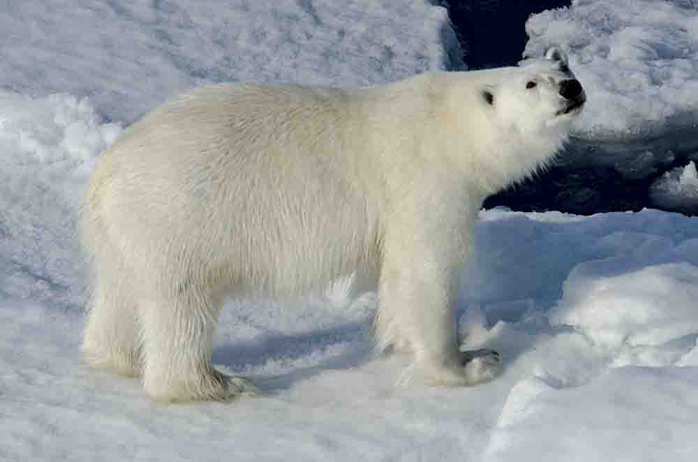 17 - Oso Polar - islas Svalbard - Noruega